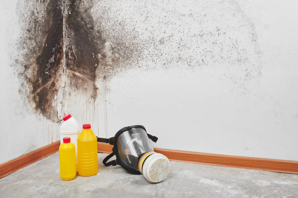 Best Mold Cleaning Services  in Sandoval, IL