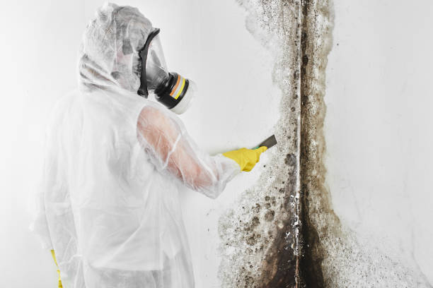 Best Same-Day Mold Removal  in Sandoval, IL