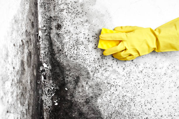 Best Mold Testing  in Sandoval, IL
