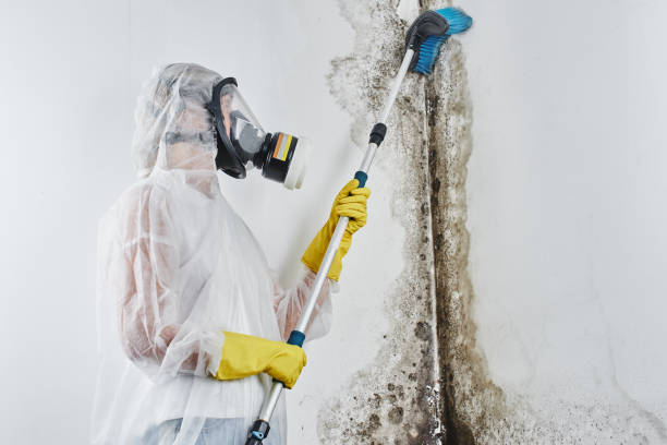 Best Mold Testing  in Sandoval, IL