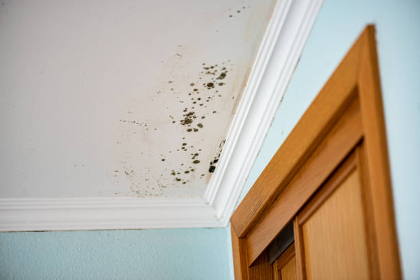 Best Office Mold Removal Services  in Sandoval, IL