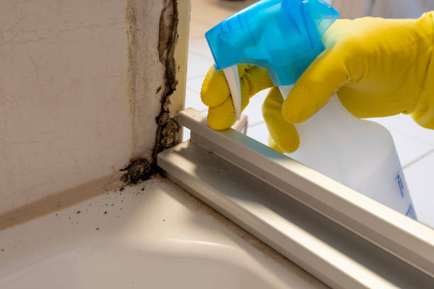 Best Local Mold Removal Service  in Sandoval, IL