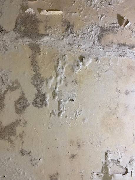 Best Mold Inspection  in Sandoval, IL