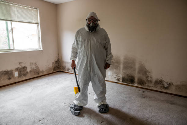 Best Mold Removal Company Near Me  in Sandoval, IL