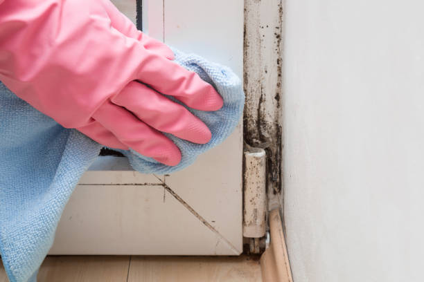 Best Mold Remediation Services  in Sandoval, IL