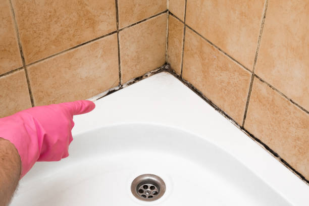 Trusted Sandoval, IL Mold Removal Experts