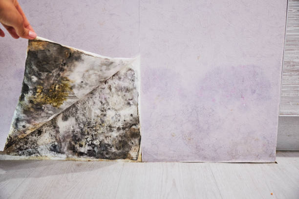 Best Toxic Mold Removal  in Sandoval, IL